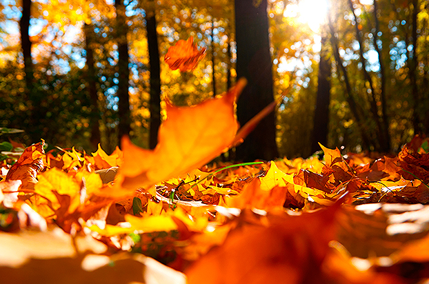 6 coisas legais para fazer no outono